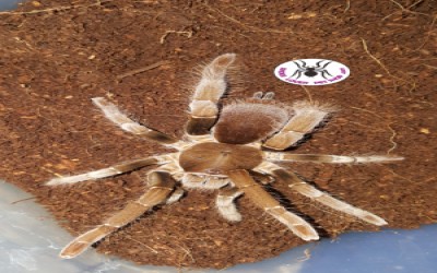 hysterocrates gigas tarantula